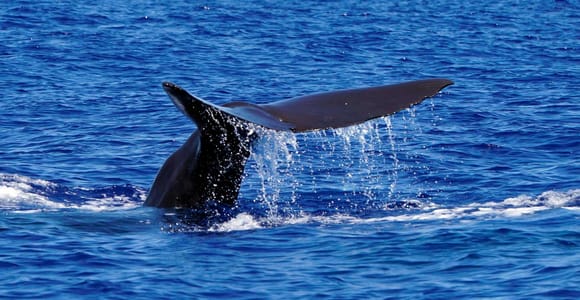 Funchal: Dolphin and Whale Watching Cruise