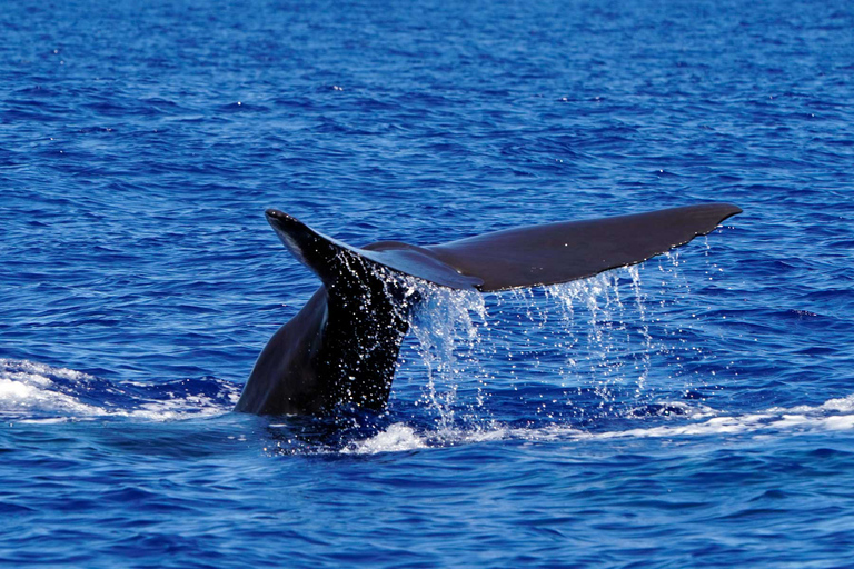 Bootstour mit Delfin- und Whale WatchingTour um 10:00 Uhr, 13:00 Uhr oder 15:30 Uhr