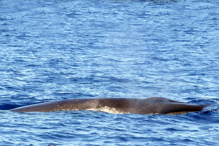 Bootstour mit Delfin- und Whale WatchingTour um 10:00 Uhr, 13:00 Uhr oder 15:30 Uhr