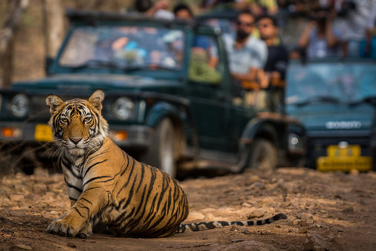 Privévervoer van/naar Ranthambore en JaipurPrivévervoer van/naar Sawai Madhopur en Jaipur