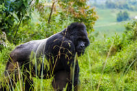 Ouganda, 5 jours de randonnée de gorille et d'expérience du lac Bunyonyi - Housity