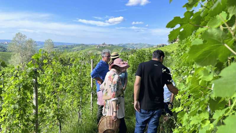 Monforte d'Alba: Winery Tour met aperitief en proeverij