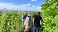 Monforte d'Alba, gira por la bodega con aperiti y degustación - Housity