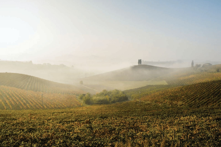 Från Milano: Barolo privat vintur med en privat förarePiemonte: Från Milano - heldags vinresa i lyxbil