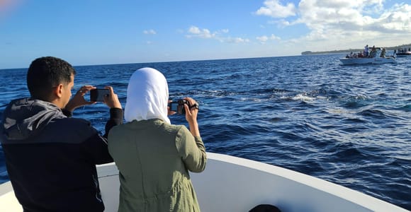 Private Dolphin Watching/Swimming with Halal Lunch on Benitiers Island