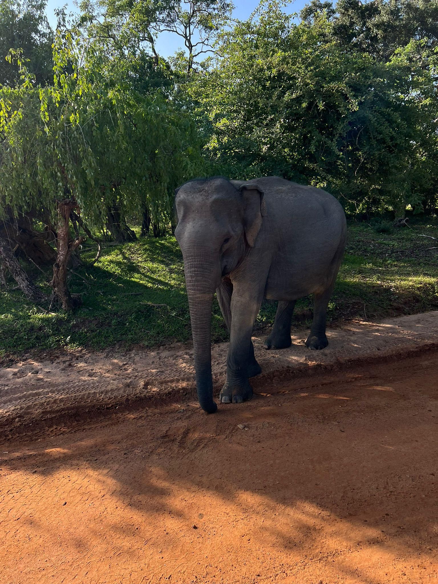 Ab Colombo: Tagestour mit Safari im Udawalawe-Nationalpark