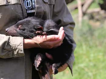 Devils at Cradle: Day Keeper Tour and Entry to Wildlife Park
