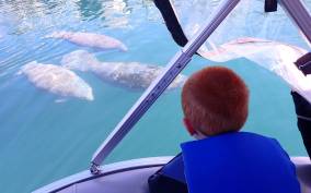 River Cruise with Manatee Viewing