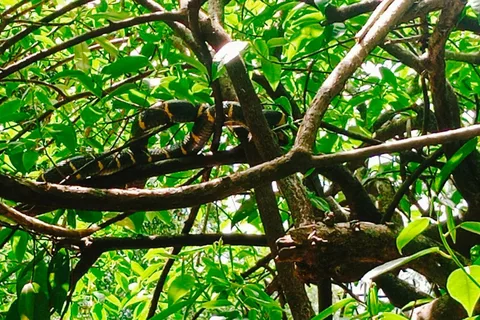 Khao Lak: Full-Day Khao Sok Jungle Walk and Canoeing Tour