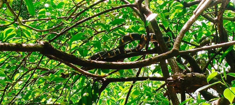 Khao Lak: Escursione di un giorno intero nella giungla di Khai Sok e tour in canoa