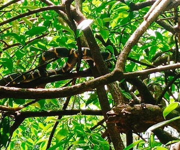 Khao Lak: Full-Day Khao Sok Jungle Walk and Canoeing Tour