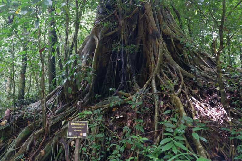Khao Lak Ganztägige Dschungelwanderung und Kanutour auf Khao Sok GetYourGuide