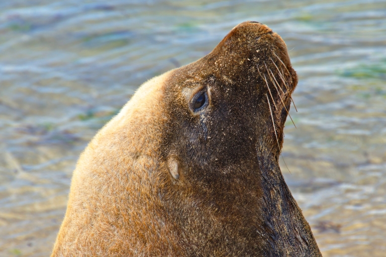 Perth: Shoalwater Islands Snorkel, Wildlife & Seafood Cruise Tour for Non-Snorkelers