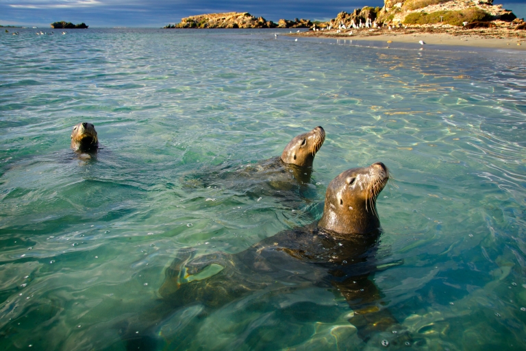 Perth: Shoalwater Islands Snorkel, Wildlife & Seafood Cruise Tour for Non-Snorkelers