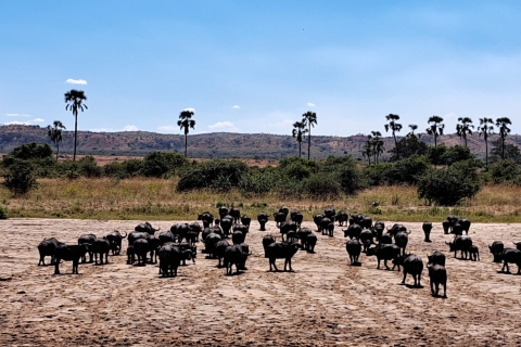 3-daagse onvergetelijke safaritour: Tarangire, krater en Manyara