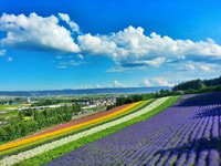 Hokkaido, Biei Blue Pond und Furano Blumenfarm Tagesausflug - Hizvo