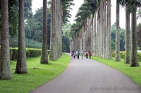 Tres templos en el tour del día de Kandy por Tuk Tuk - Hizvo