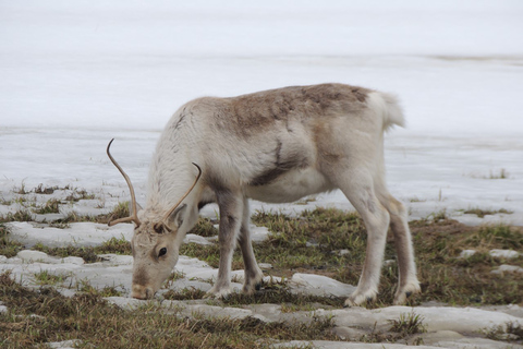 Tromso: All-Inclusive Arctic Fjords and Sommarøy Scenic Tour