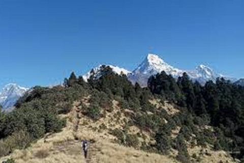 3 noches 4 días Mohare danda y Poon hill trek desde pokhara