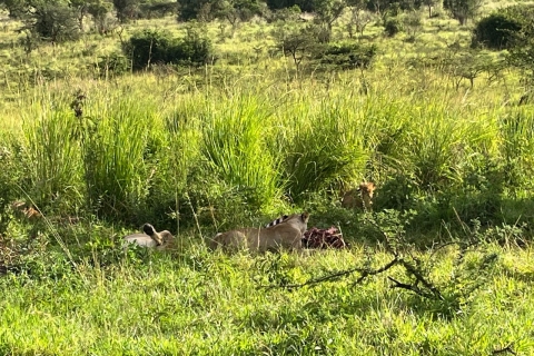 Safari en 4x4 d'une journée dans le parc national de l'Akagera