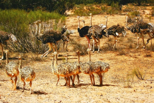 Visit Half-Day Tour Wildlife National park Including Lunch in Agadir, Morocco
