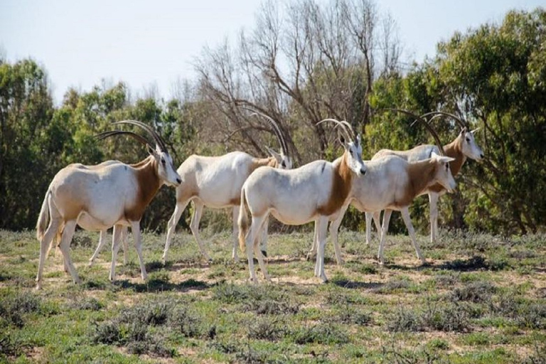 Från Agadir: Souss-Massa National Park Tour med lunchHalvdagstur Wildlife National Park inklusive lunch