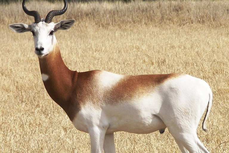 De Agadir: Excursão ao Parque Nacional Souss-Massa com almoçoExcursão de meio dia ao Parque Nacional da Vida Selvagem, incluindo almoço