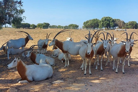 Från Agadir: Souss-Massa National Park Tour med lunchHalvdagstur Wildlife National Park inklusive lunch