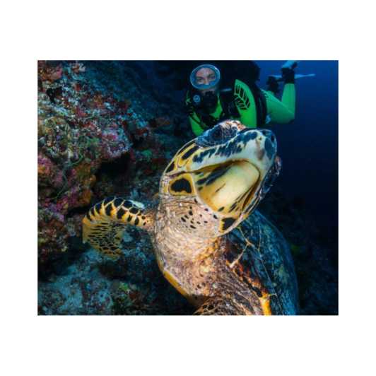 An Aquatic Adventure - Diving with Majestic Turtles!"