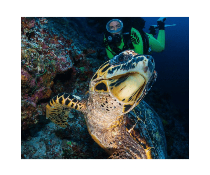 An Aquatic Adventure - Diving with Majestic Turtles!"