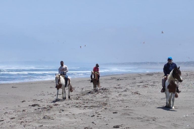 Équitation et barbecue, Dunes de sable et plage de Ritoque F. Valpo