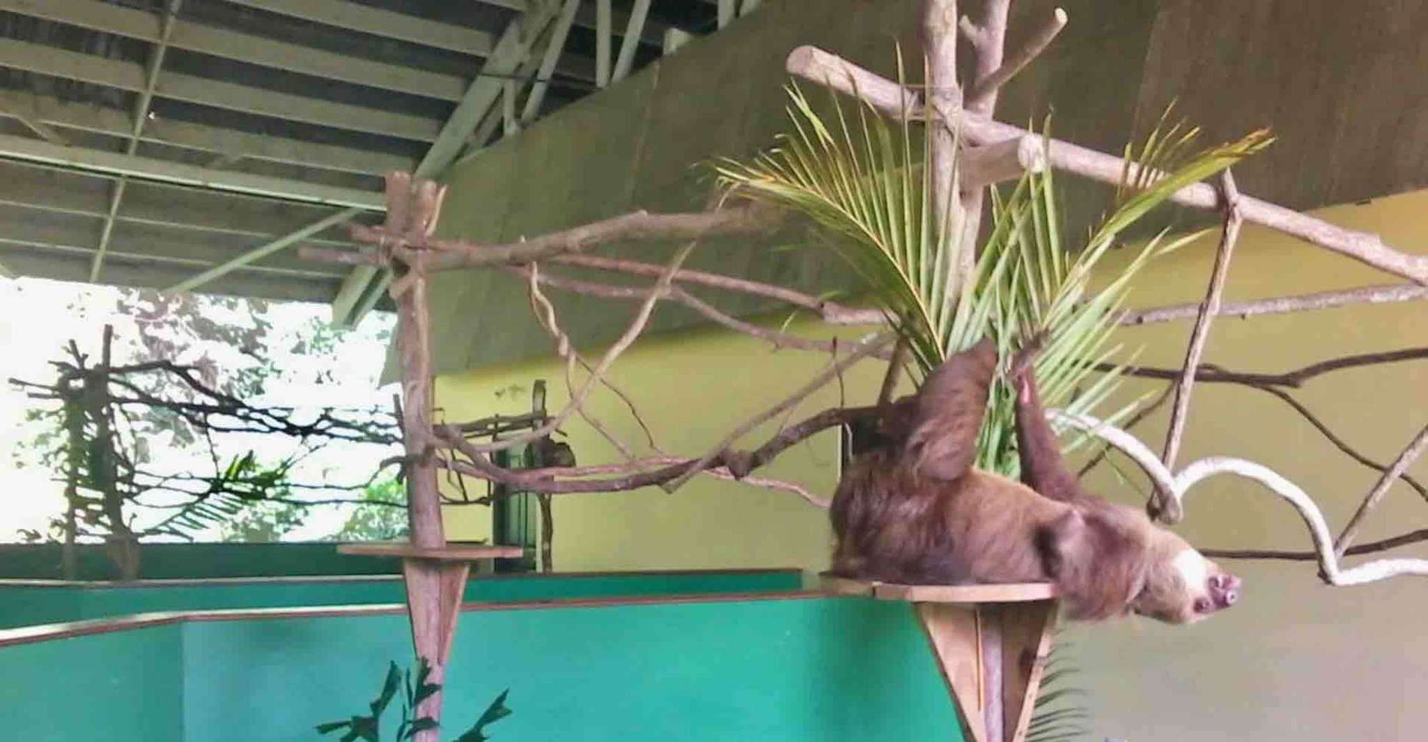 Panama, Monkey Island, Sloth Sanctuary e Panama Canal Tour - Hizvo