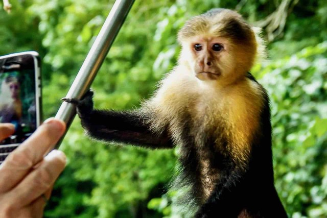 Visit Panama Monkey Island, Sloth Sanctuary and Panama Canal Tour in San Miguelito, Panama