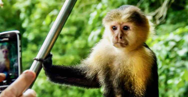 Panamà: tour a l'illa dels micos, al santuari de la peresa i al canal de Panamà