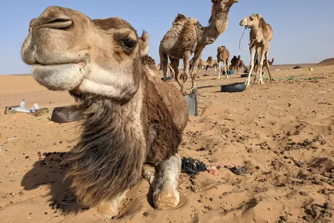 Best 3-day trip from Fez to Marrakech via Merzouga desert