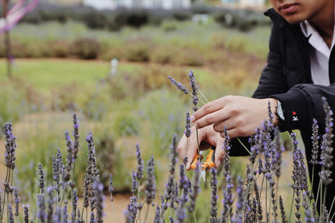 Lavender Experience Valle de Guadalupe - Guided Field Tour