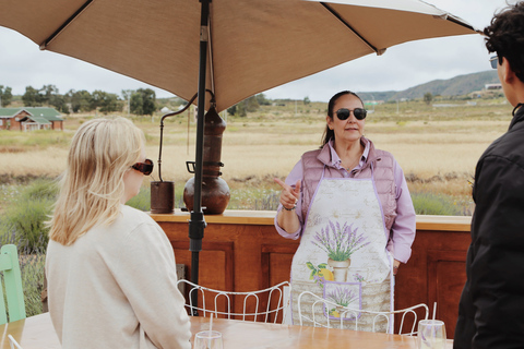 Lavender Experience Valle de Guadalupe - Guided Field Tour