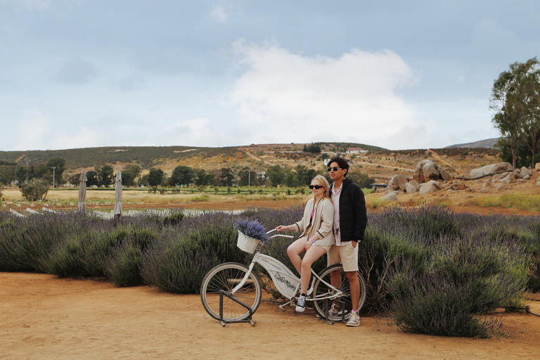 Lavender Experience Valle de Guadalupe - Guided Field Tour