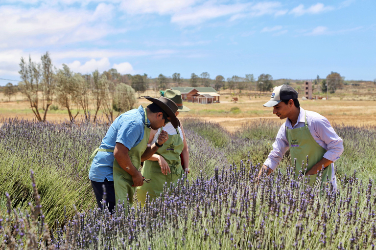 Lavender Experience Valle de Guadalupe - Guided Field Tour