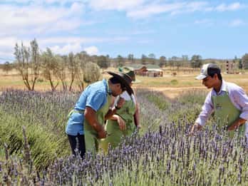 Lavendelbelevenis Valle de Guadalupe - Rondleiding door het veld