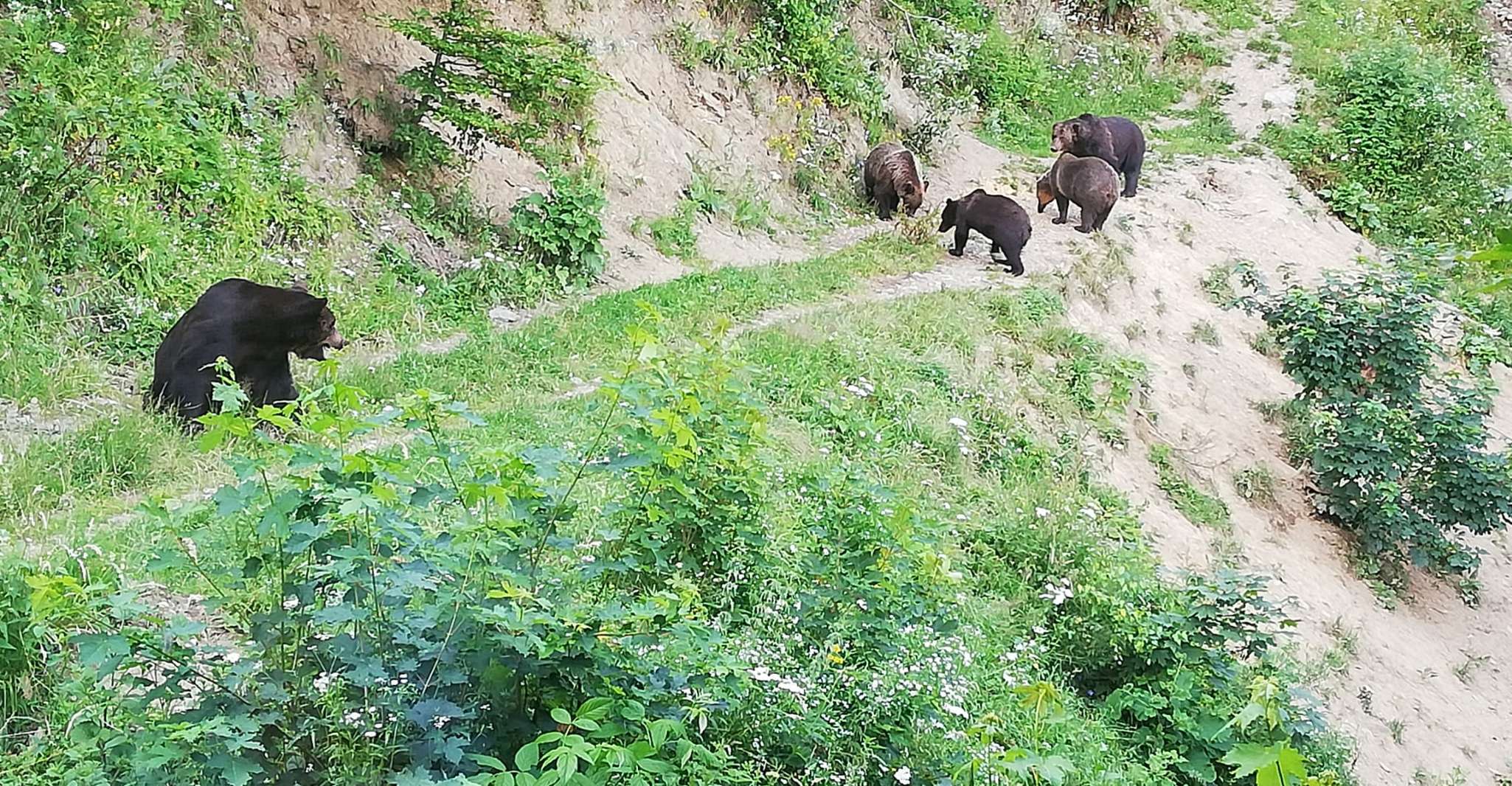 Brasov: Brown Bear & Wildlife Watching photo 6