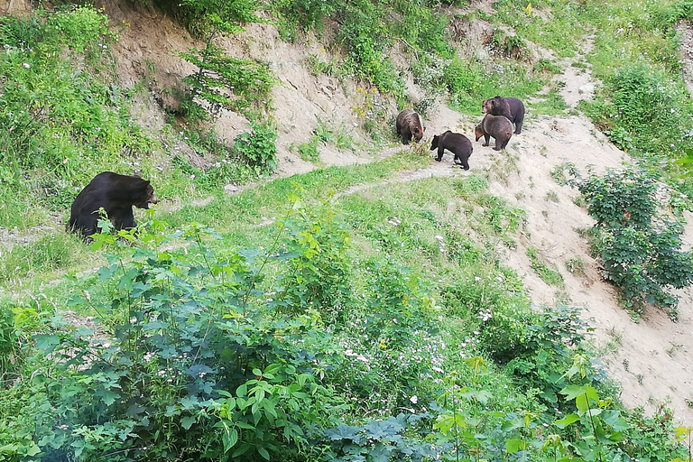 Brasov: Brown Bear & Wildlife Watching