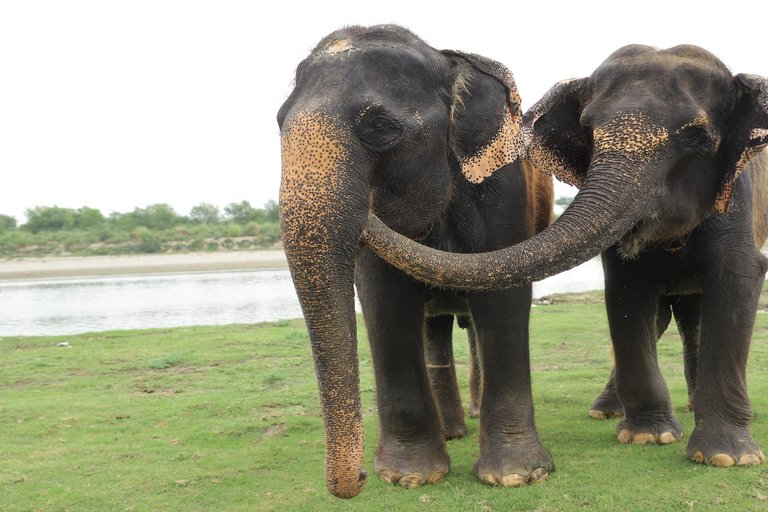 Desde Delhi : Excursión Wildlife SOS Agra