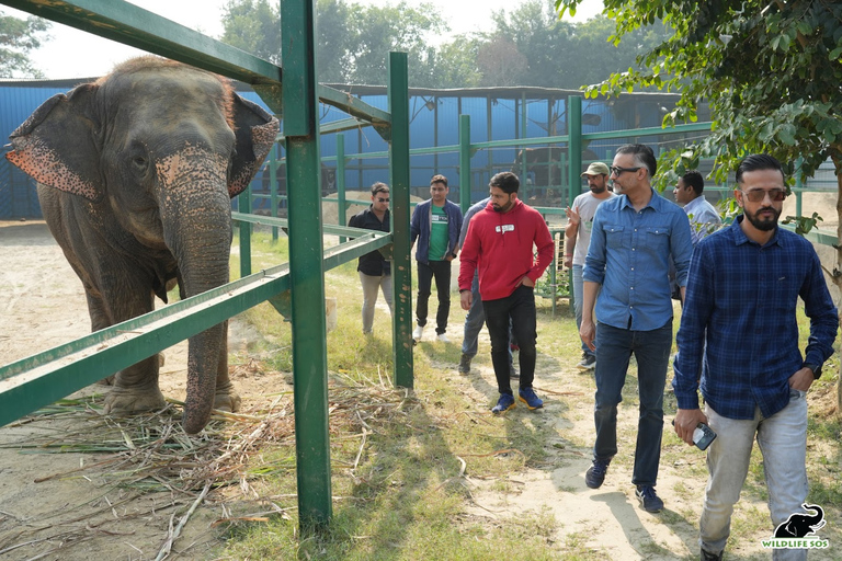 Desde Delhi : Excursión Wildlife SOS Agra