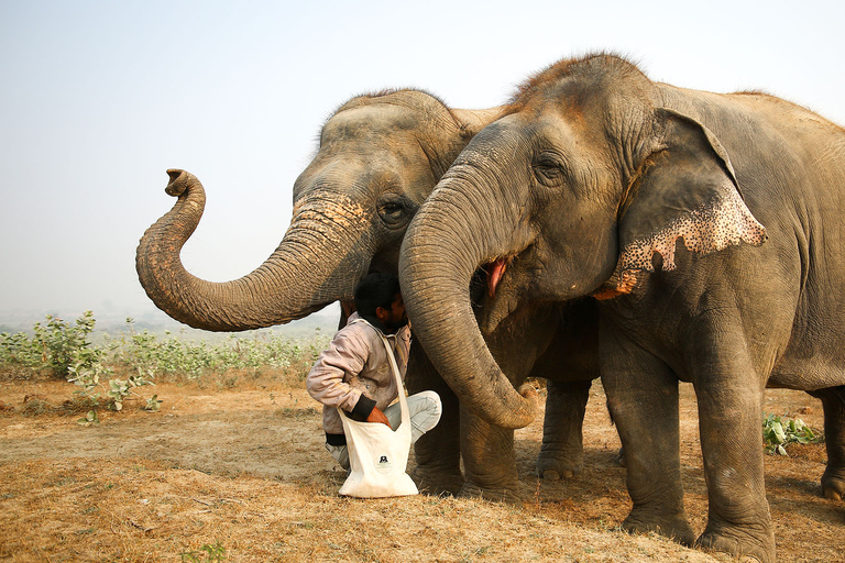 Desde Delhi : Excursión Wildlife SOS Agra