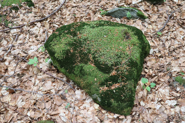 Upplev Vitosha Mountain, en privat vandringstur