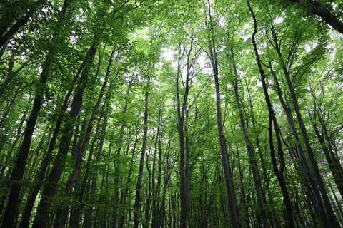 Scopri Vitosha Mountain, un tour escursionistico privato