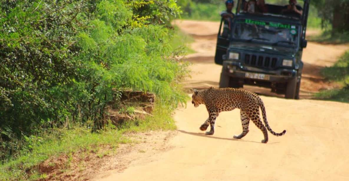 Safari D Une Demi Journ E Dans Le Parc National De Yala Getyourguide