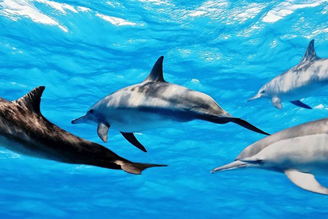 Journée de plongée avec masque et tuba à Mnemba et aux dauphins (partage de bateau)Journée de plongée avec masque et tuba à Mnemba + dauphins à partager