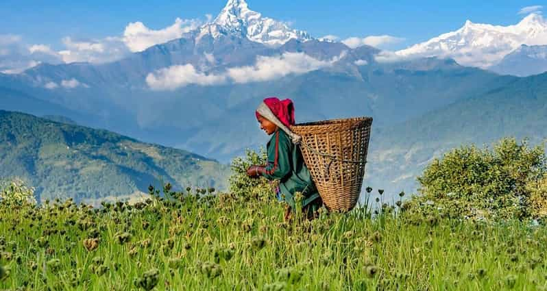 From Pokhara: Guided Day Hike Tour to Australian Base Camp | GetYourGuide